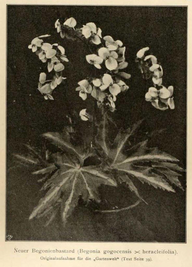 B. ‘Goegoensis Heracleifolia’